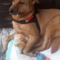 سه قلاده سگ ماده عقیم شده واکسن زده رایگان