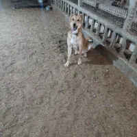 فروش سگ ژرمن وقدر جونی|سگ|اردکان, |دیوار