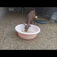 گیسه صلاله وبزمحلی داشتی وگوشتی چاق|حیوانات مزرعه|بندرعباس, |دیوار