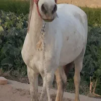 اسب|اسب و تجهیزات اسبسواری|پیشوا, |دیوار