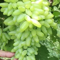 فروش نهال انگور لامبورگینی در مشهد و خراسان رضوی