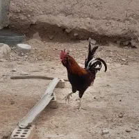 خروس گلین