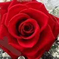 راهنمایی شغل