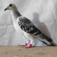 اردن خالص|پرنده|سربیشه, |دیوار