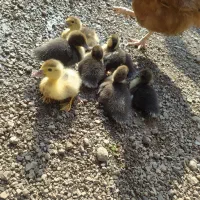 جوجه اردک  اصلاحی ،اسراییلی ،روسی  یاموسکویی