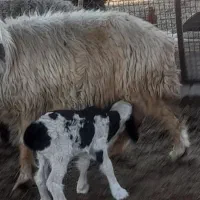 بره شیری|حیوانات مزرعه|رستم, |دیوار