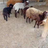 میش چاق با بره