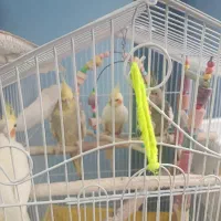 طوطی عروس هلندی ۳تا با هم
