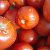 گوجه گوشتی ۲۰