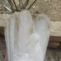 دم سفید|حیوانات|میبد, |دیوار