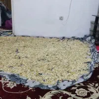 بهار نارنج خشک شده دست چین شده