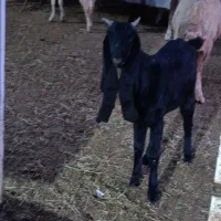 بزغاله گلابی|حیوانات مزرعه|بجنورد, |دیوار