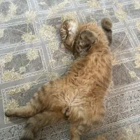 گربه|گربه|امیدیه, |دیوار