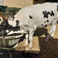 یزع گوساله ماده|حیوانات مزرعه|بندر ماهشهر, |دیوار