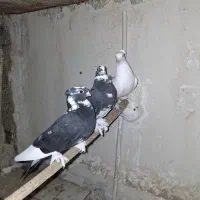 3 عدد کبوتر یک عدد سفید ویک جفت کبوتر موشی اصل