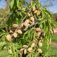 فروش نهال بادام شکوفه پربار تضمینی|خدمات باغبانی و درختکاری|نیشابور, رنج آباد|دیوار