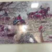 بره. ماده.  بختیاری