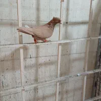 کفتر پرنده کبوتر|پرنده|اقبالیه, |دیوار