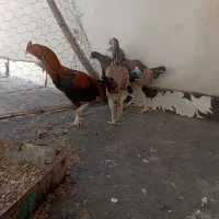 تعدادی مرغ خروس به قیمت مناسب|حیوانات مزرعه|سراوان, |دیوار