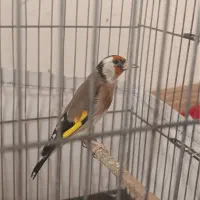 جوجه سهره خلخال ( به شرط)|پرنده|قزوین, |دیوار