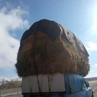 علوفه مخلوط با یونجه|خدمات باغبانی و درختکاری|تکاب, |دیوار