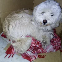 سگ تعذینی سالم چندروزی دکتر دامپزشکی رفته