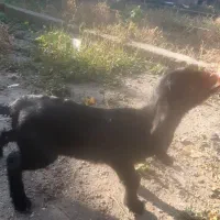 بزغاله شیری