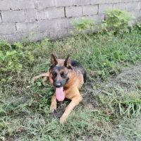 لئوزیرقیمت