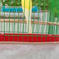 قناری سوپر مست