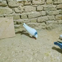 کفتر توقی ماده