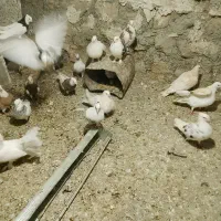 ۱۲تا کفتر تهرانی|پرنده|زاگرس, |دیوار