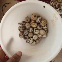 تخم نطفه دار بلدرچین
