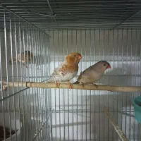 فنچ هاف ارنج