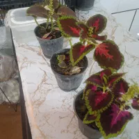 گل‌های ارزون دنیز