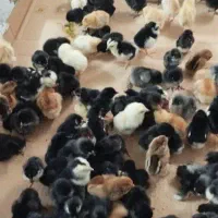 جوجه محلی دو روزه