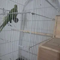 آواز خان و ملنگو|پرنده|آبادان, |دیوار