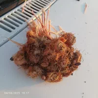 پیاز زعفران درجه کلی جزیی تربت‌حیدریه (ارسال دارم)|خوردنی و آشامیدنی|تربت‌حیدریه, کاشانی|دیوار