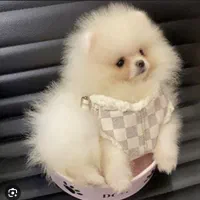 سگ بامزه خانگی|سگ|شیراز, تاچارا|دیوار