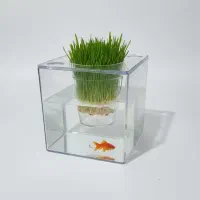 گلدان آکواریومی گلدان شیشه ای سبزه نارنج|گل و گیاه طبیعی|اندیشه, اندیشه فاز ۵|دیوار