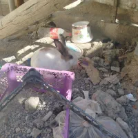 خرگوش|موش و خرگوش|زابل, |دیوار