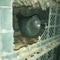 کبوتر|پرنده|میاندوآب, |دیوار