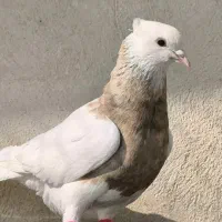 کبوتر طوقی ماده