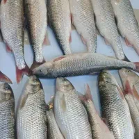 فروش ماهی دریایی و پرورشی