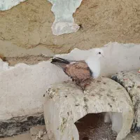 ماده کربلایی شتر سیاه نر