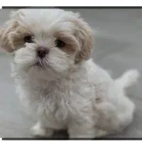 واگذاری یک سگ حرف گوش کن و مهربون