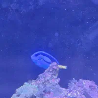 جراح ماهی آبی