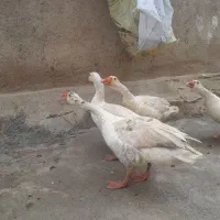فروش غاز