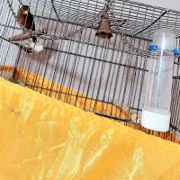 قناری سوخته نر دارچینی|پرنده|صباشهر, |دیوار