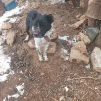 سگ سرابی|سگ|فریدونشهر, |دیوار