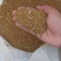 بذر یونجه محلی اصل